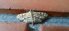 Haritalodes derogata