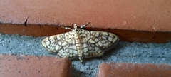 Haritalodes derogata