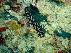 Phyllidiella