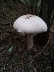 Agaricus
