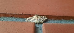 Haritalodes derogata
