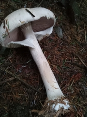 Agaricus