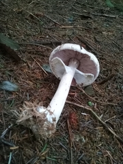 Agaricus