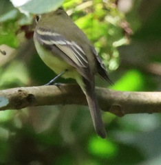 Empidonax difficilis