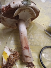 Agaricus