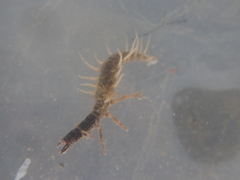 Archichauliodes diversus