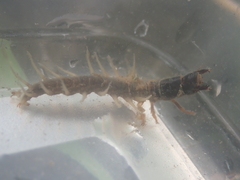 Archichauliodes diversus