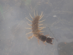 Archichauliodes diversus