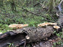Fungi