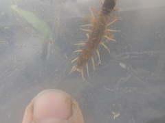 Archichauliodes diversus