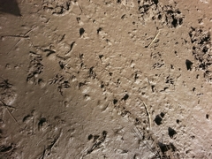 Tamiasciurus fremonti
