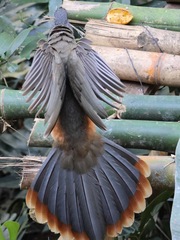 Ortalis poliocephala