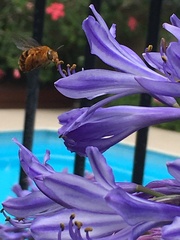 Amegilla bombiformis