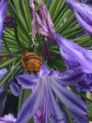 Amegilla bombiformis