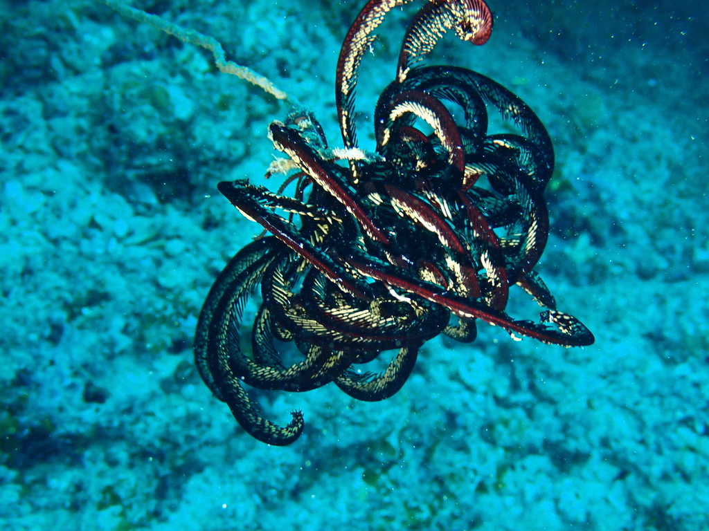 Beautiful Feather Star