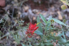 Castilleja linariifolia