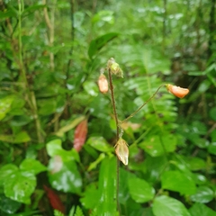 Hylodesmum