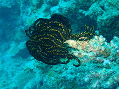 Crinoidea