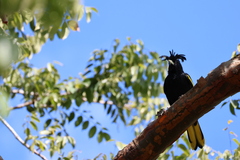 Cassiculus melanicterus