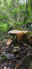 Fungi