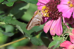 Aguna asander asander