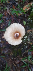 Fungi