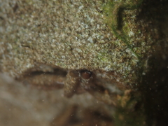 Conoesucidae