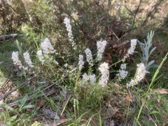 Stackhousia monogyna