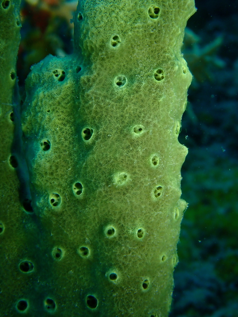 Amphimedon paraviridis