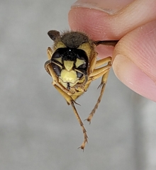 Vespa bicolor