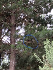 Falco novaeseelandiae