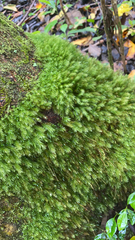 Pyrrhobryum spiniforme