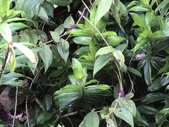 Callicarpa pedunculata