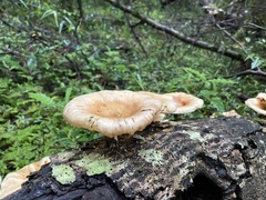 Fungi