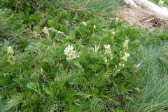 Aciphylla glacialis
