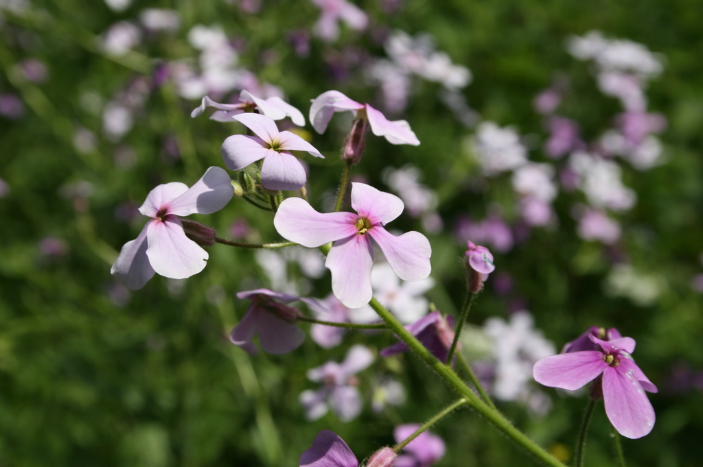Hesperis sylvestris