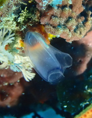 Rhopalaea