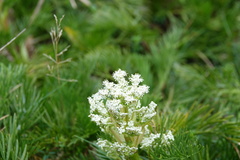 Aciphylla glacialis