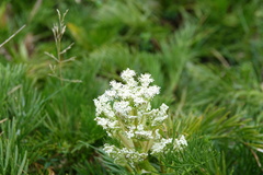 Aciphylla glacialis