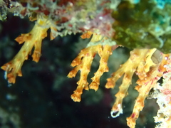 Chironephthya