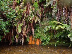 Blechnum novae-zelandiae