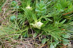 Aciphylla glacialis