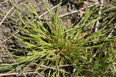 Carex secalina