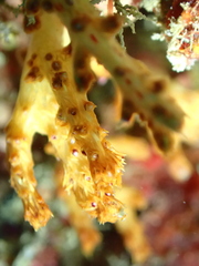 Chironephthya