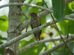 Cacomantis variolosus