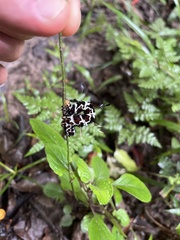 Lepidoptera