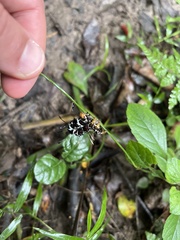 Lepidoptera