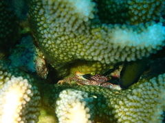 Trapezia rufopunctata