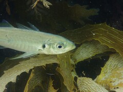 Trachurus novaezelandiae