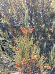 Dracophyllum longifolium